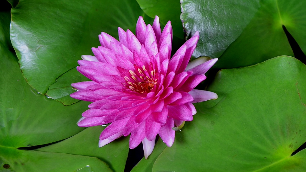 粉红色的睡莲与绿色的叶子盛开在池塘在黑暗的背景视频下载