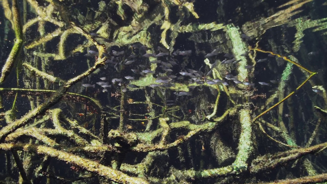 从水下看红树林和鱼视频下载