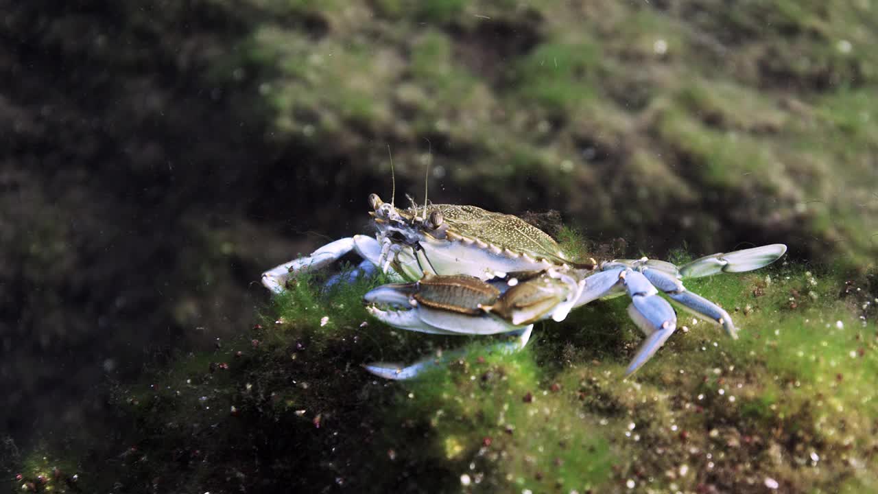 慢动作螃蟹视频下载