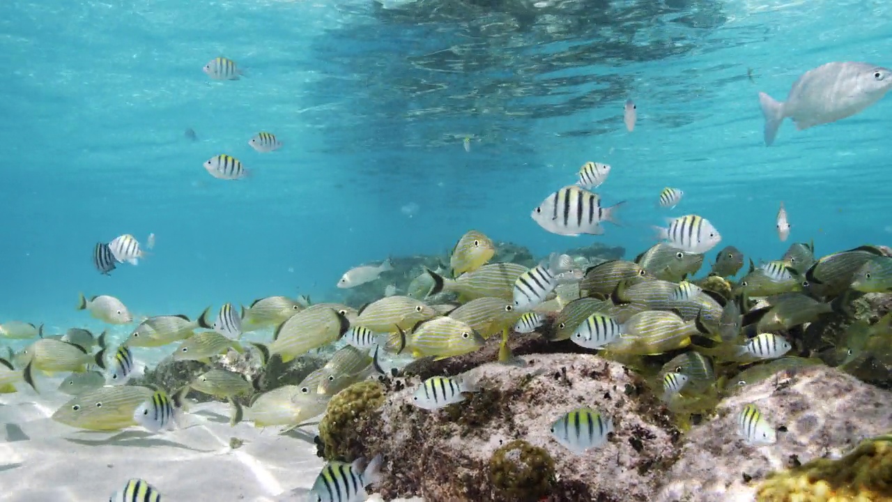 科苏梅尔鱼群的水下景观视频下载