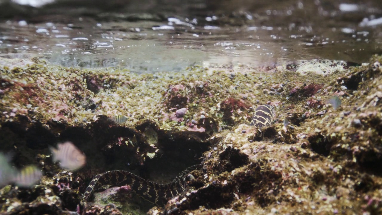 浅水区的海鳗视频下载