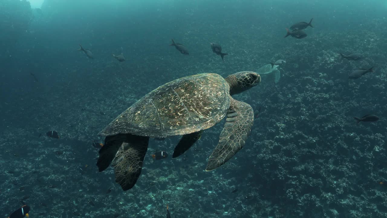 加拉帕戈斯群岛海龟的特写镜头。视频下载