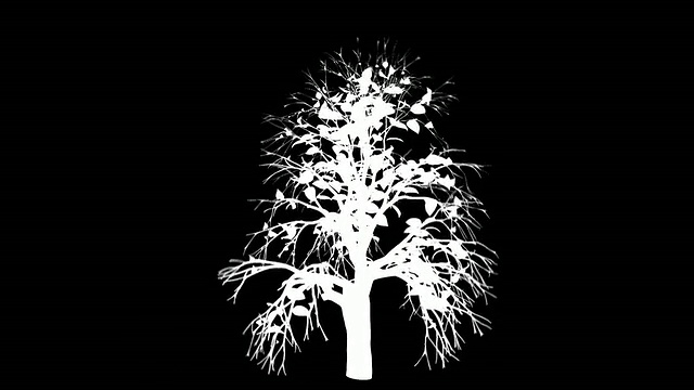 生长的树在黑色阿尔法通道视频下载