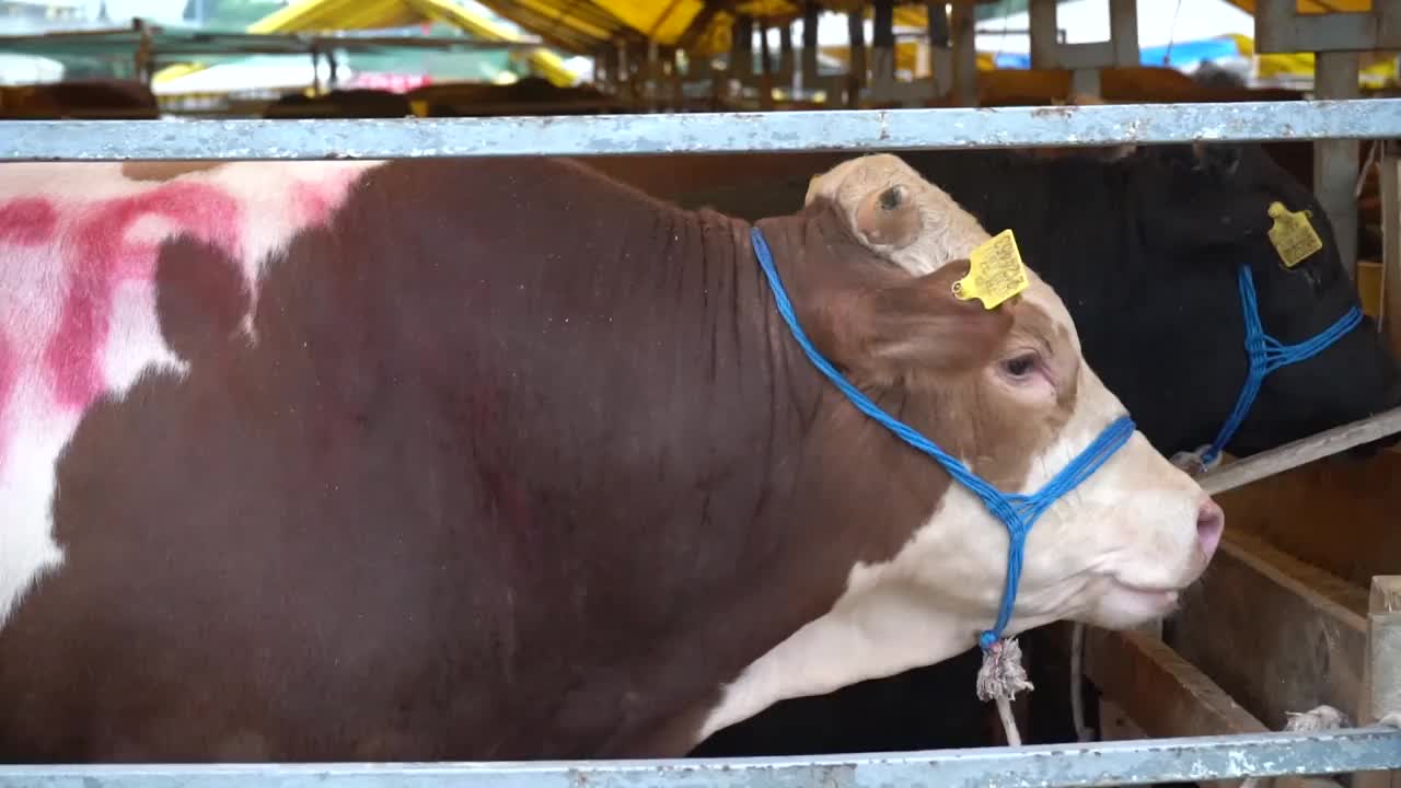 牛在咀嚼视频素材