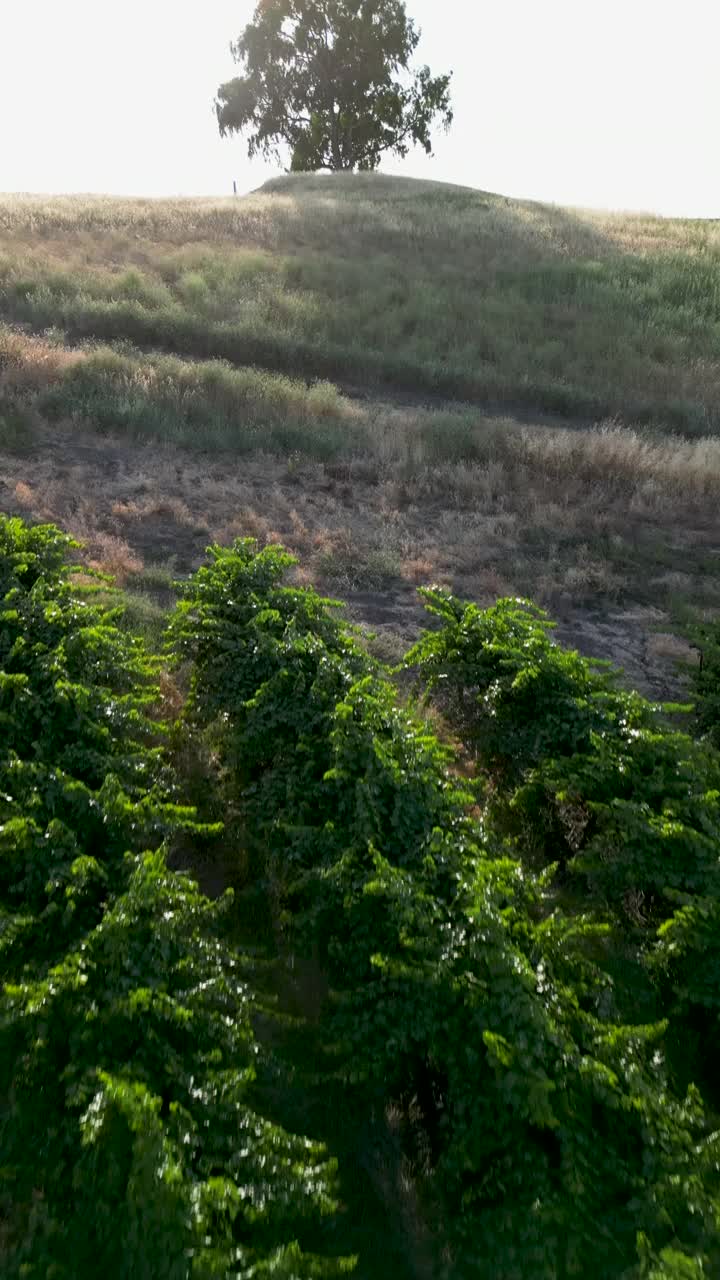 北加州日落时葡萄园的鸟瞰图视频下载