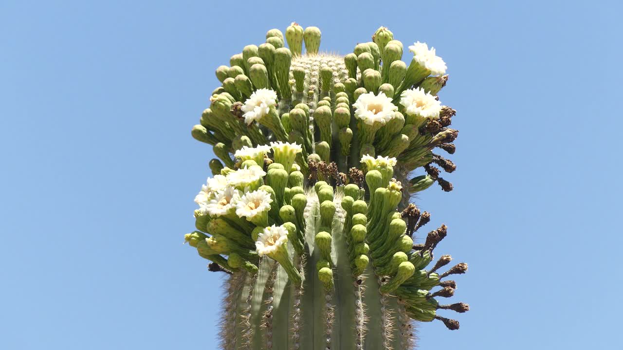 亚利桑那仙人掌国家公园(Arizona Saguaro National Park)一棵仙人掌顶上的花和球茎被放大视频下载