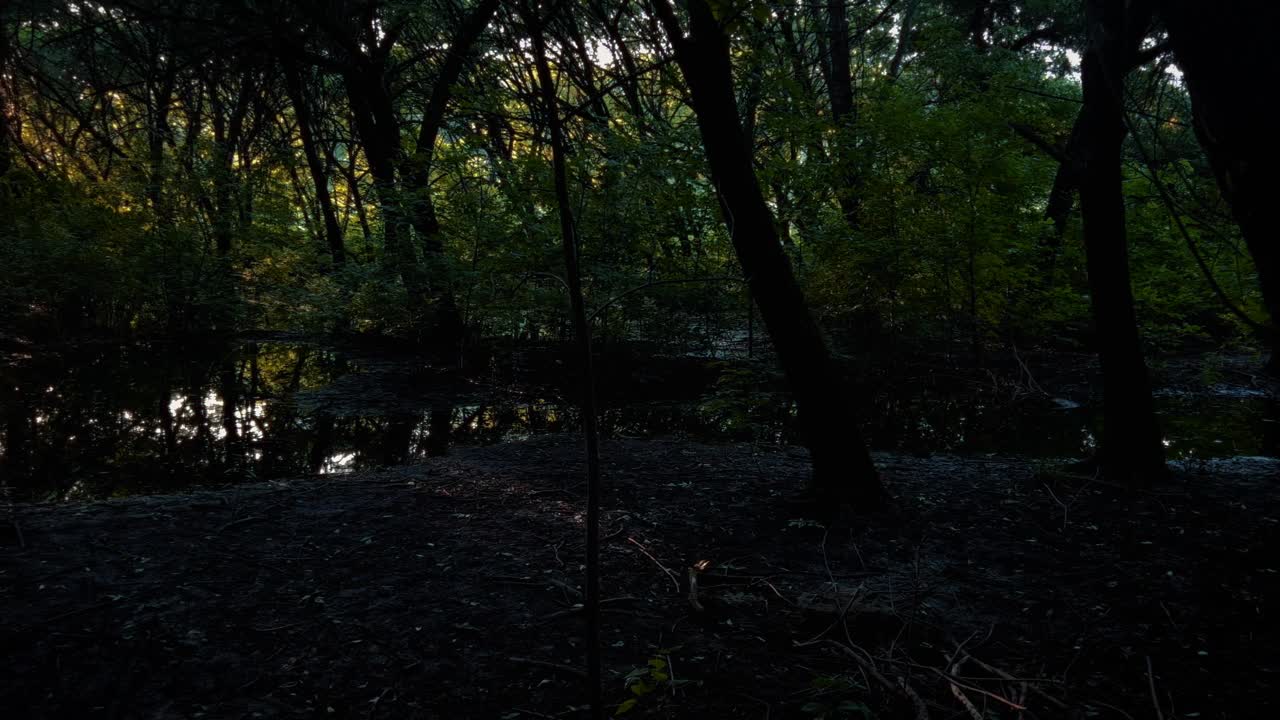 日落时的森林湿地。黄昏的暮色笼罩在密密的丛林里。视频素材