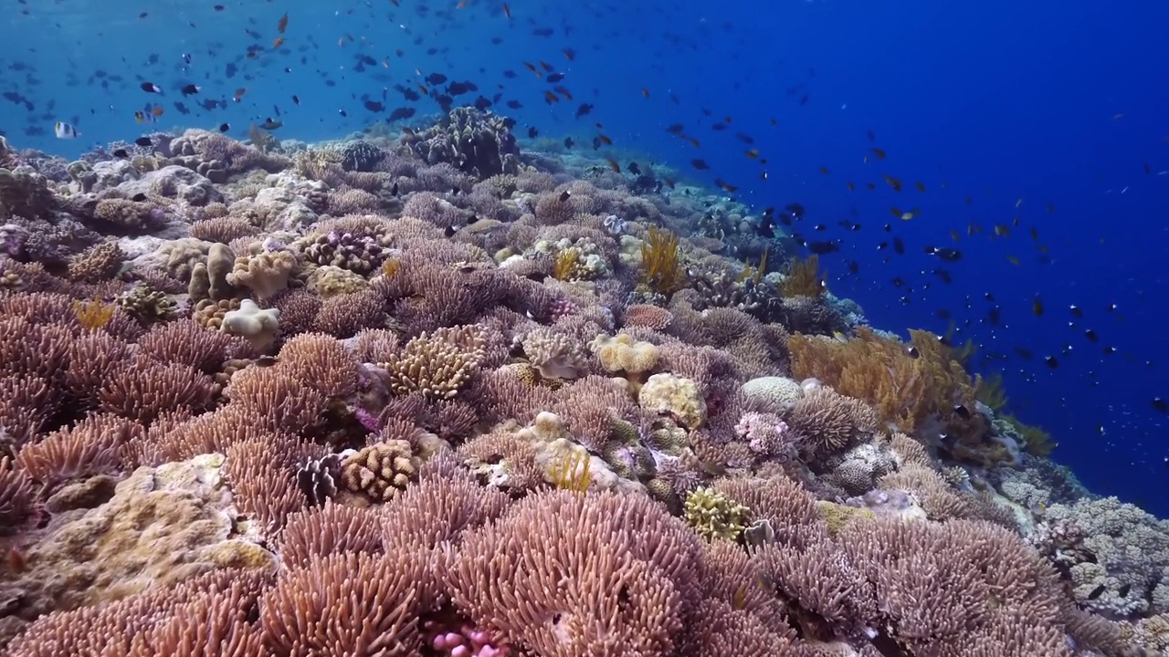 水下珊瑚礁视频下载