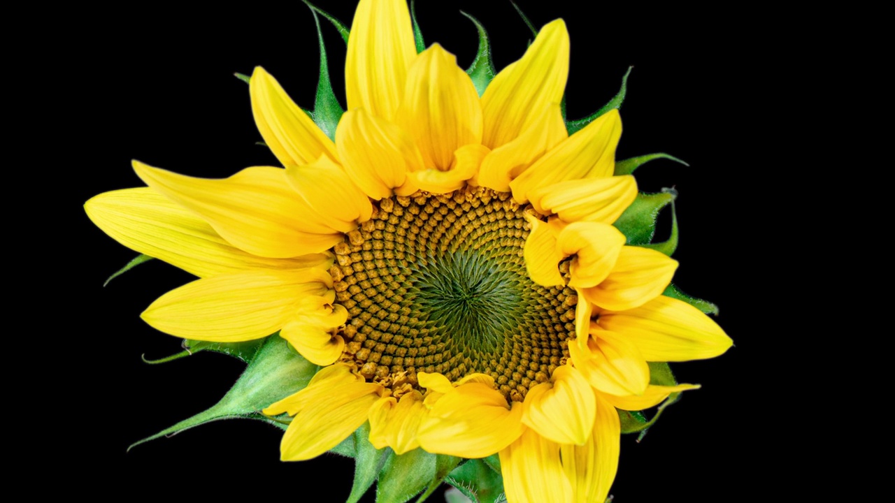 黄色向日葵头盛开的时间流逝。从蓓蕾在时间流逝的背景上开放花。种子成熟时黄花枯萎视频素材