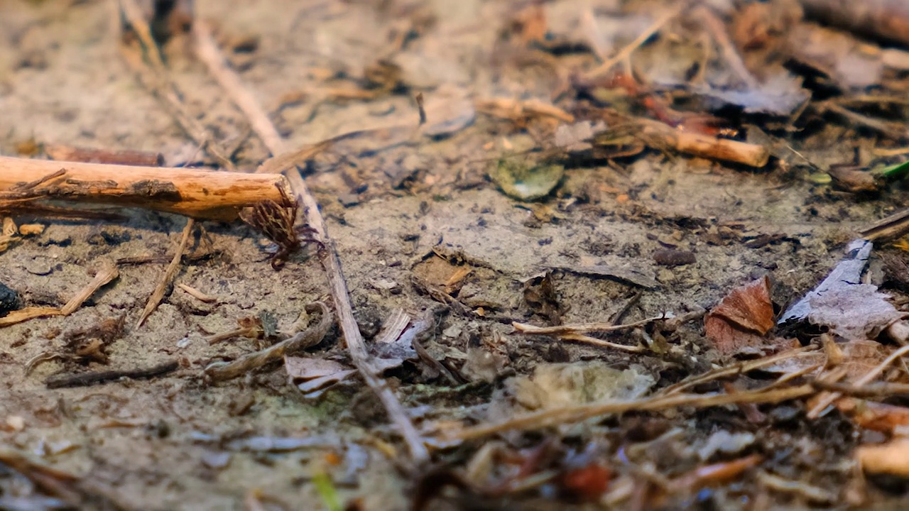 一只扁虱在公园的草地上爬行。有选择性的重点。大自然。视频素材