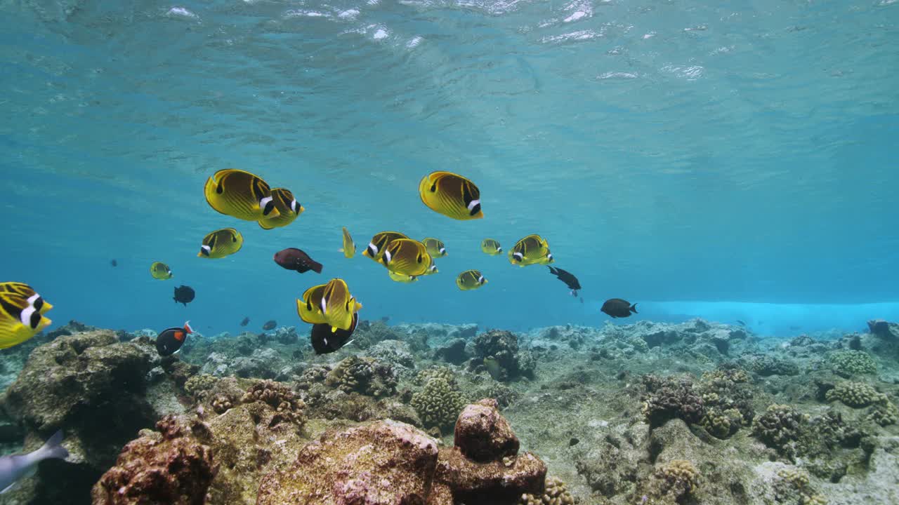 夏威夷礁石上的蝴蝶鱼视频下载