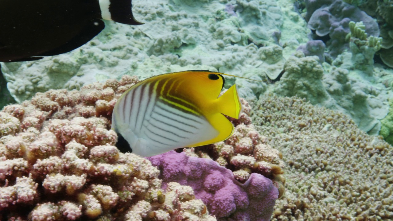 夏威夷礁石上的蝴蝶鱼视频素材