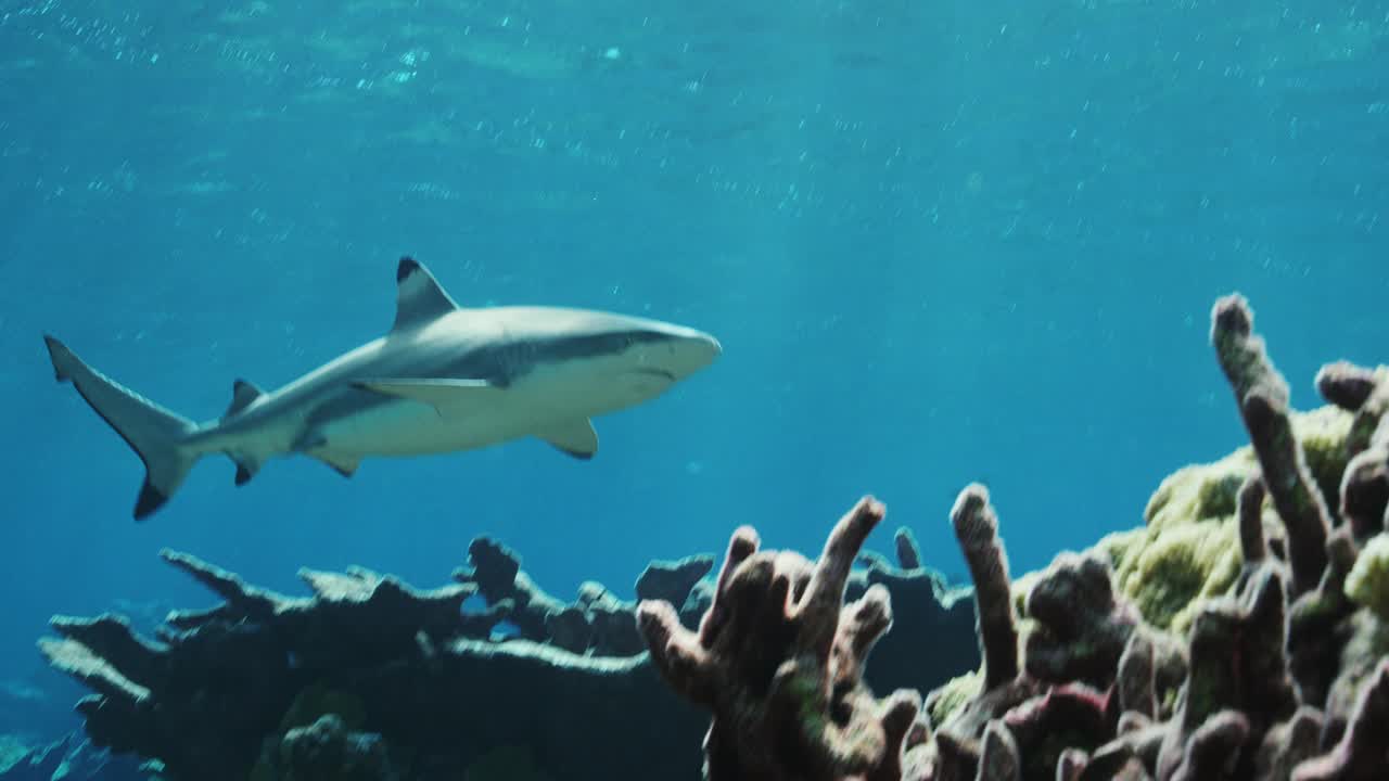 慢动作的礁鲨视频下载
