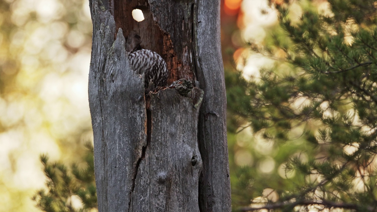 乌拉尔猫头鹰巢摄影，芬兰视频下载