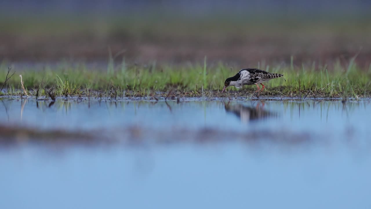 芬兰，沼泽里的斑鸠进食视频下载