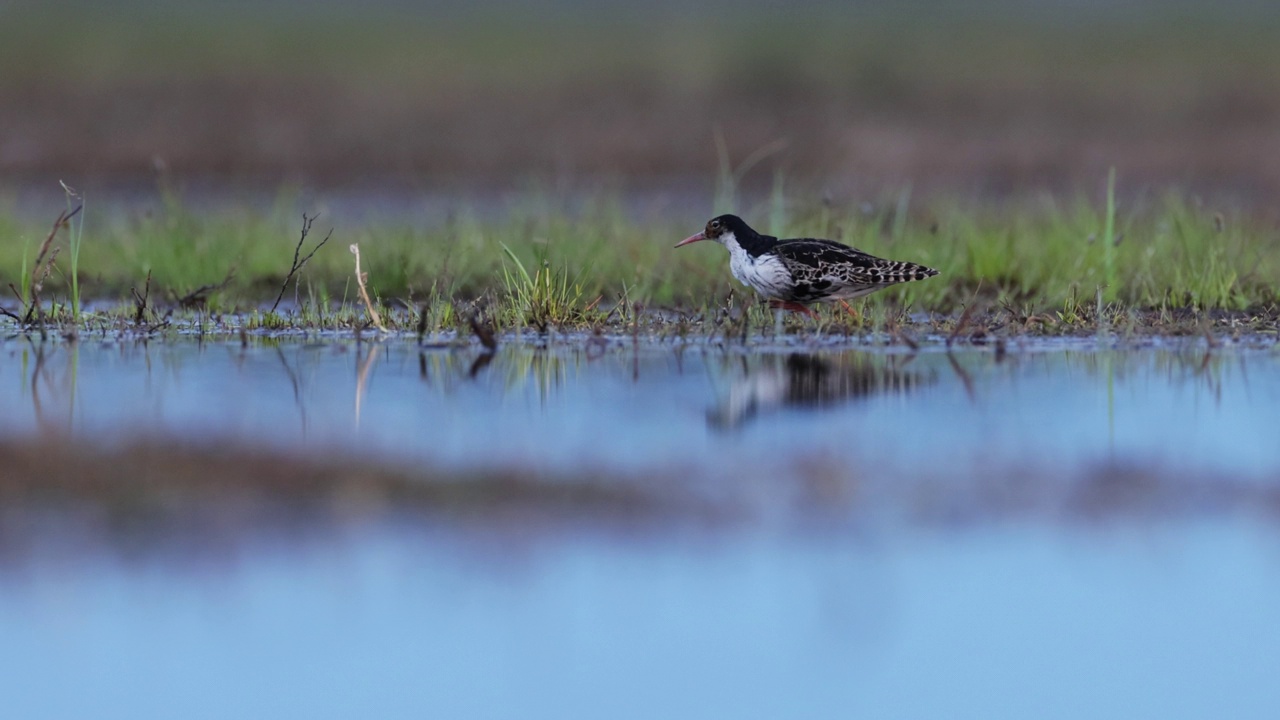 芬兰，沼泽里的斑鸠进食视频下载