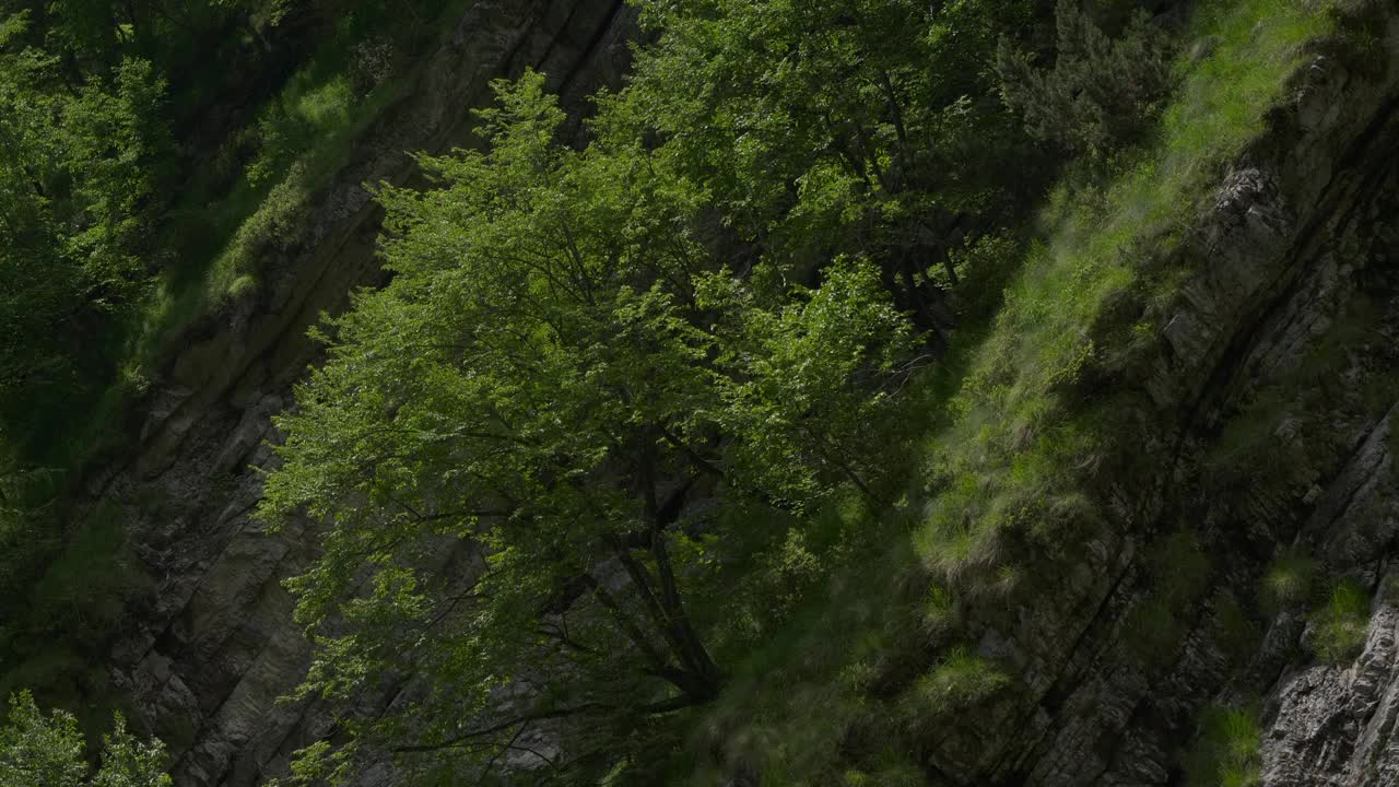 树在山上，树满是树叶在风中移动视频下载