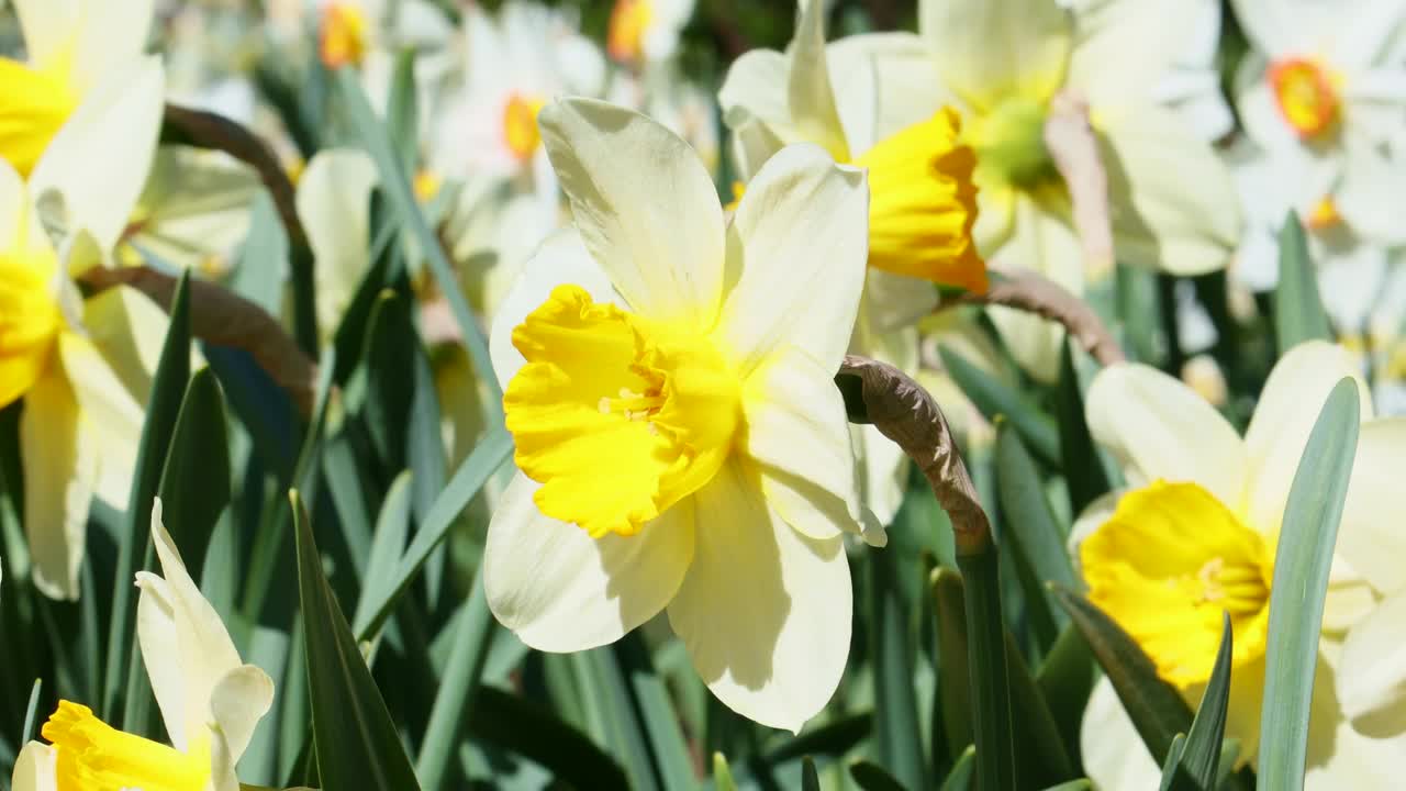 春天的花园，绿草背景上盛开着新鲜的白色和黄色水仙花视频素材