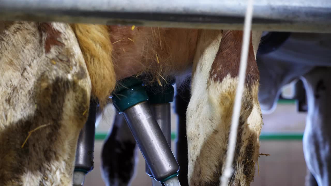 现代农场自动化工业系统对奶牛的挤奶过程进行封闭。乳品生产工厂的机器人技术。农业经营和畜牧业的概念。慢动作视频素材