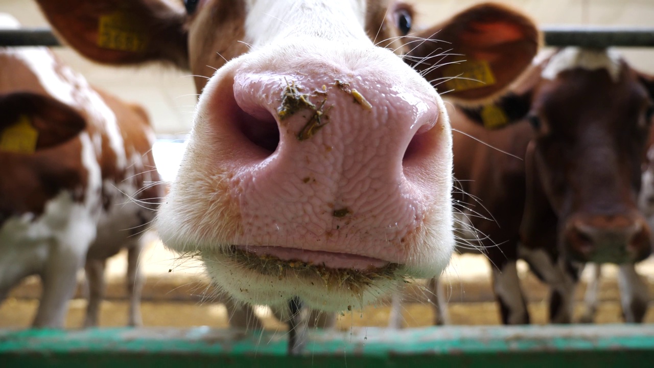 好奇友好的动物看着镜头，用湿漉漉的大鼻子在牛棚里嗅它。可爱的奶牛在奶牛场表现出好奇。畜牧业中农业综合企业的概念。近距离视频素材