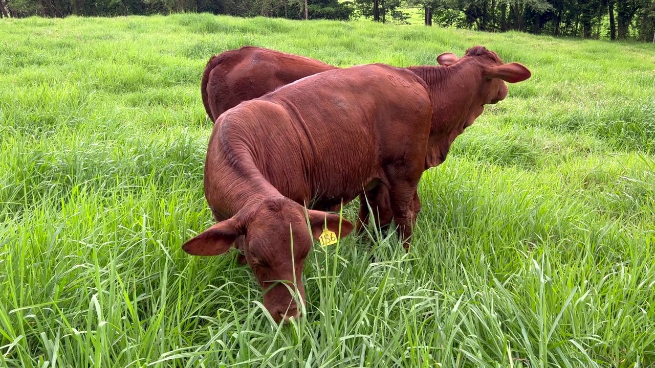 澳大利亚肉牛在农场吃草视频下载