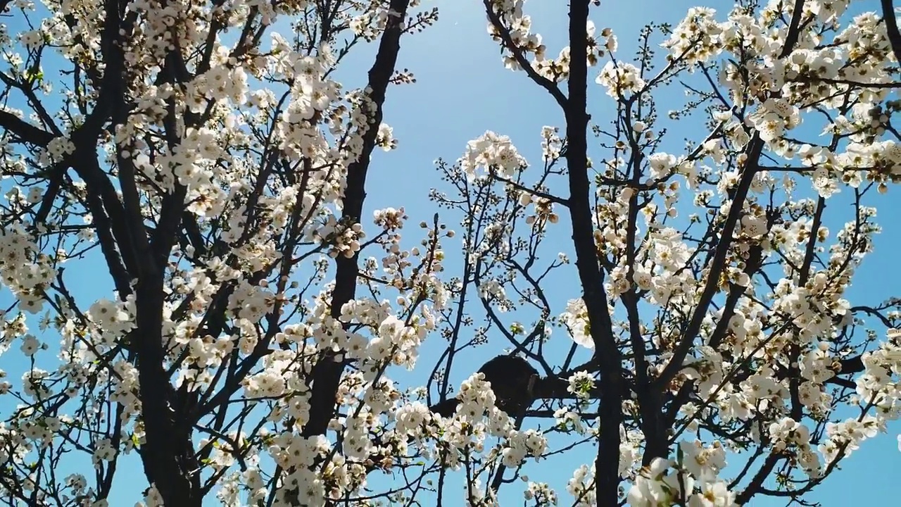 在晴朗的日子里，白色的樱花映衬着蓝天。视频素材