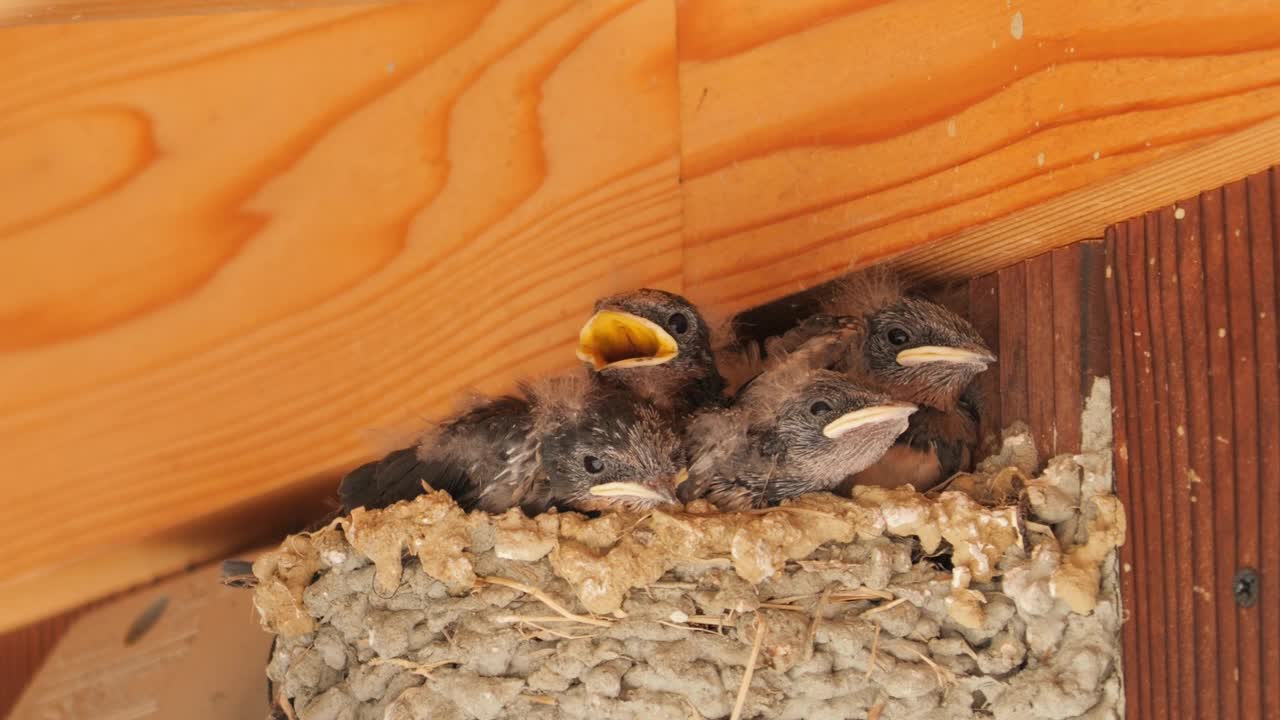 初夏的燕子筑巢，雏鸟乞求父母喂养的食物。视频下载
