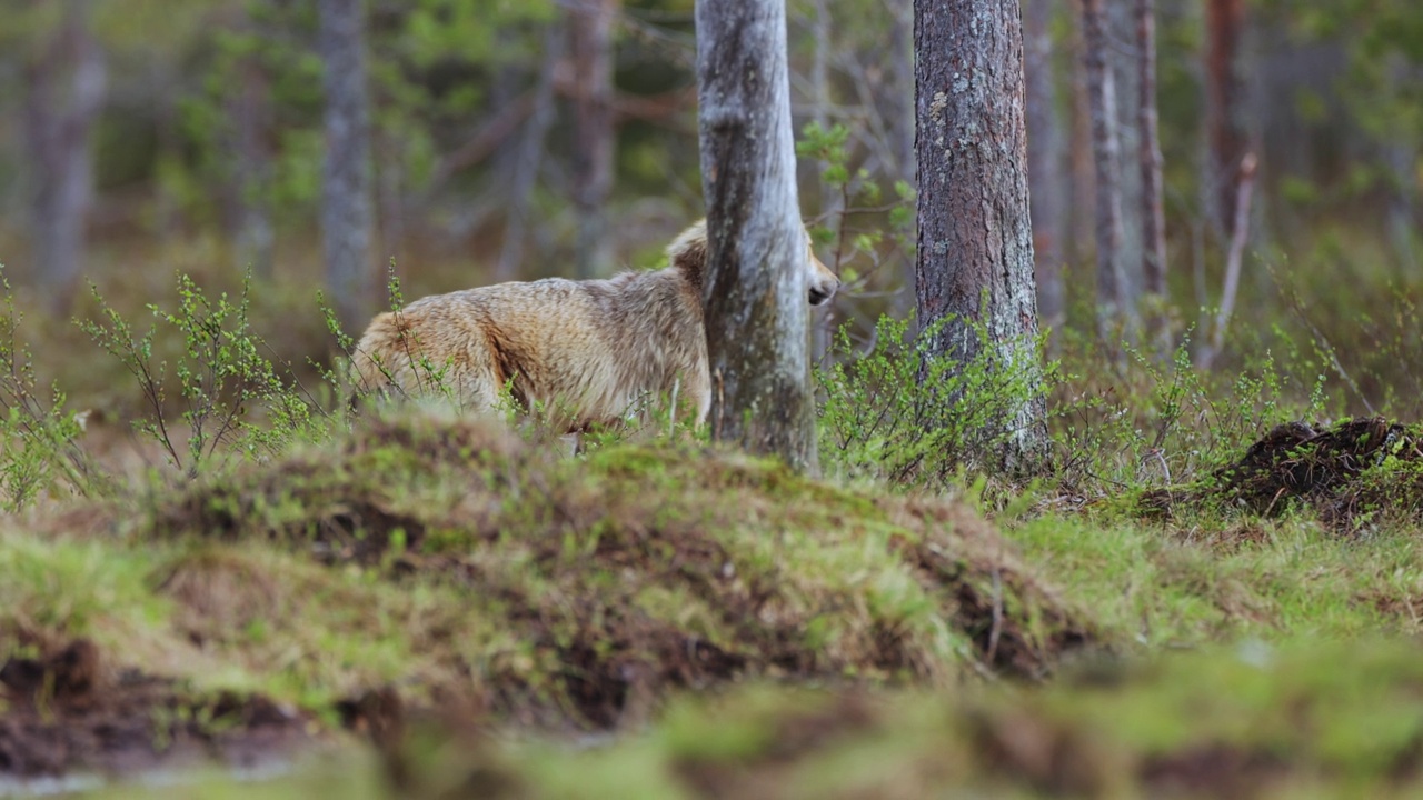 一只狼在广阔的芬兰森林里视频下载