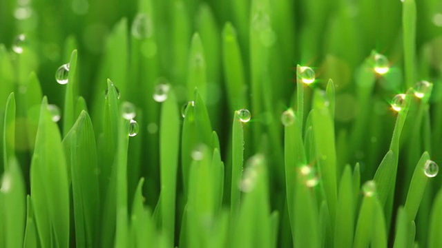 草丛中的水滴和气泡视频素材