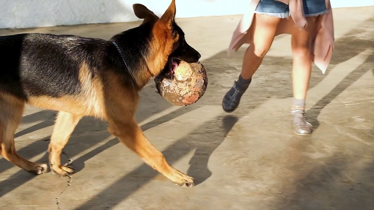 8个月大的德国牧羊犬，她拿着一个足球，正在和一个小女孩玩耍。视频下载
