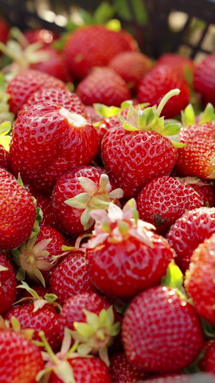 竖屏:新鲜的红草莓落入盒子视频下载