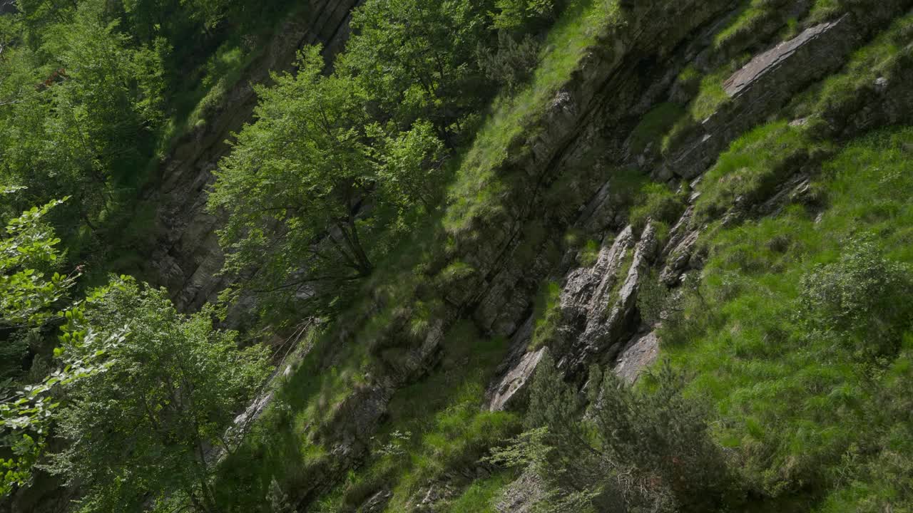 树在森林里的岩石山上视频下载
