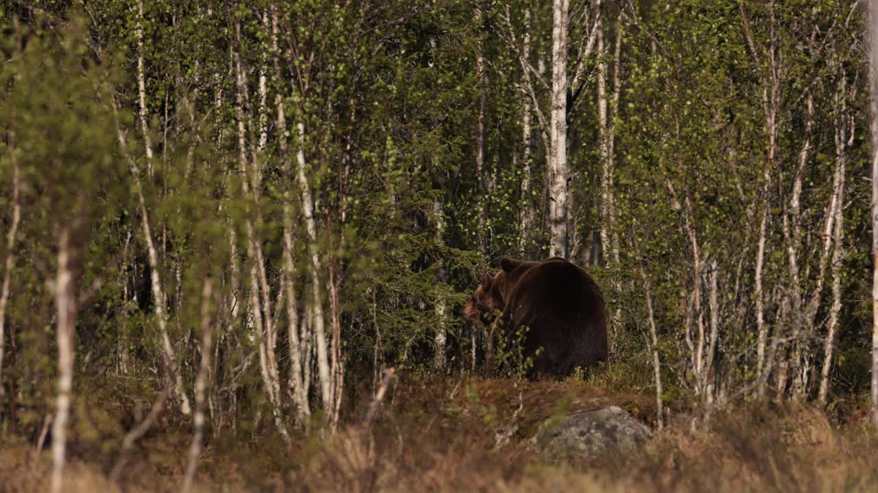 芬兰北部正在交配的棕熊视频下载