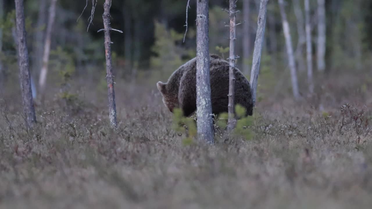 芬兰北部沼泽中的棕熊摄影视频下载