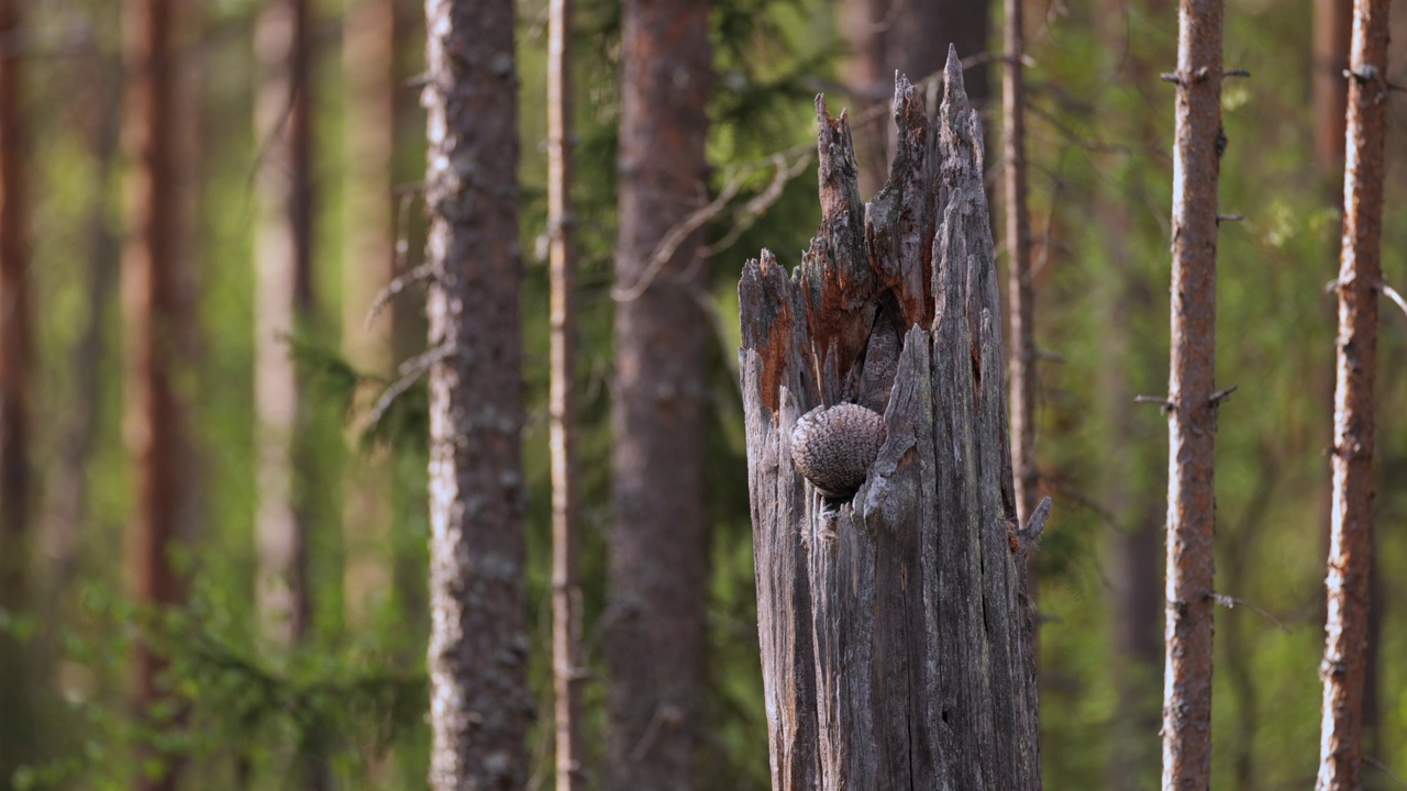 躺在蛋上的灰鸮，芬兰视频下载