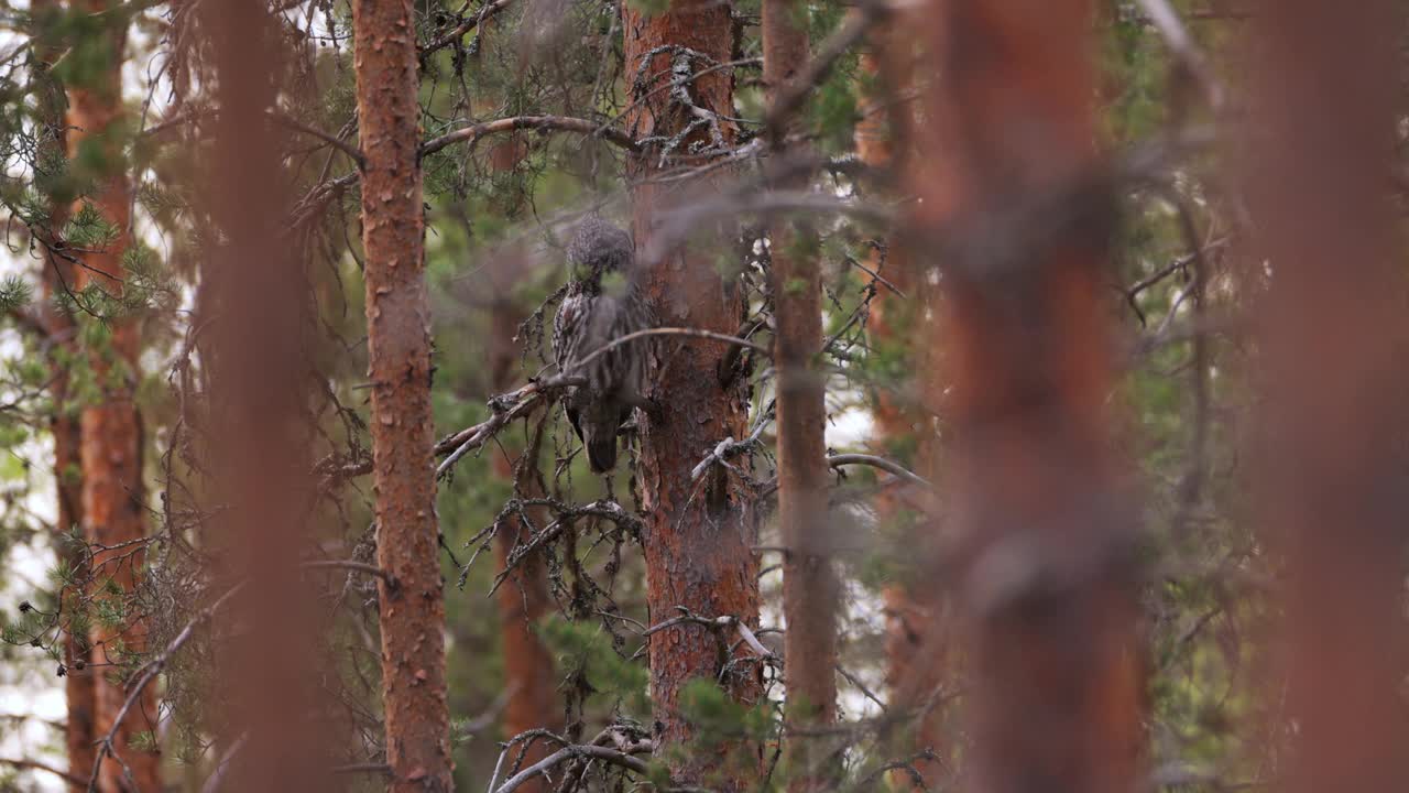 芬兰，雄性灰鸮守巢视频下载