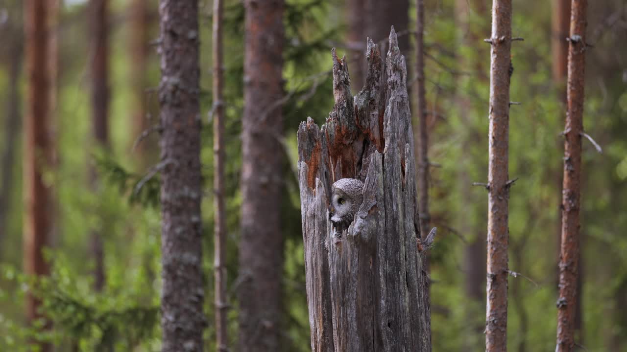 灰鸮夫妇坐在一起，芬兰视频下载
