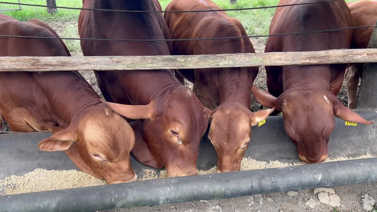 食用澳大利亚肉牛的食物视频下载