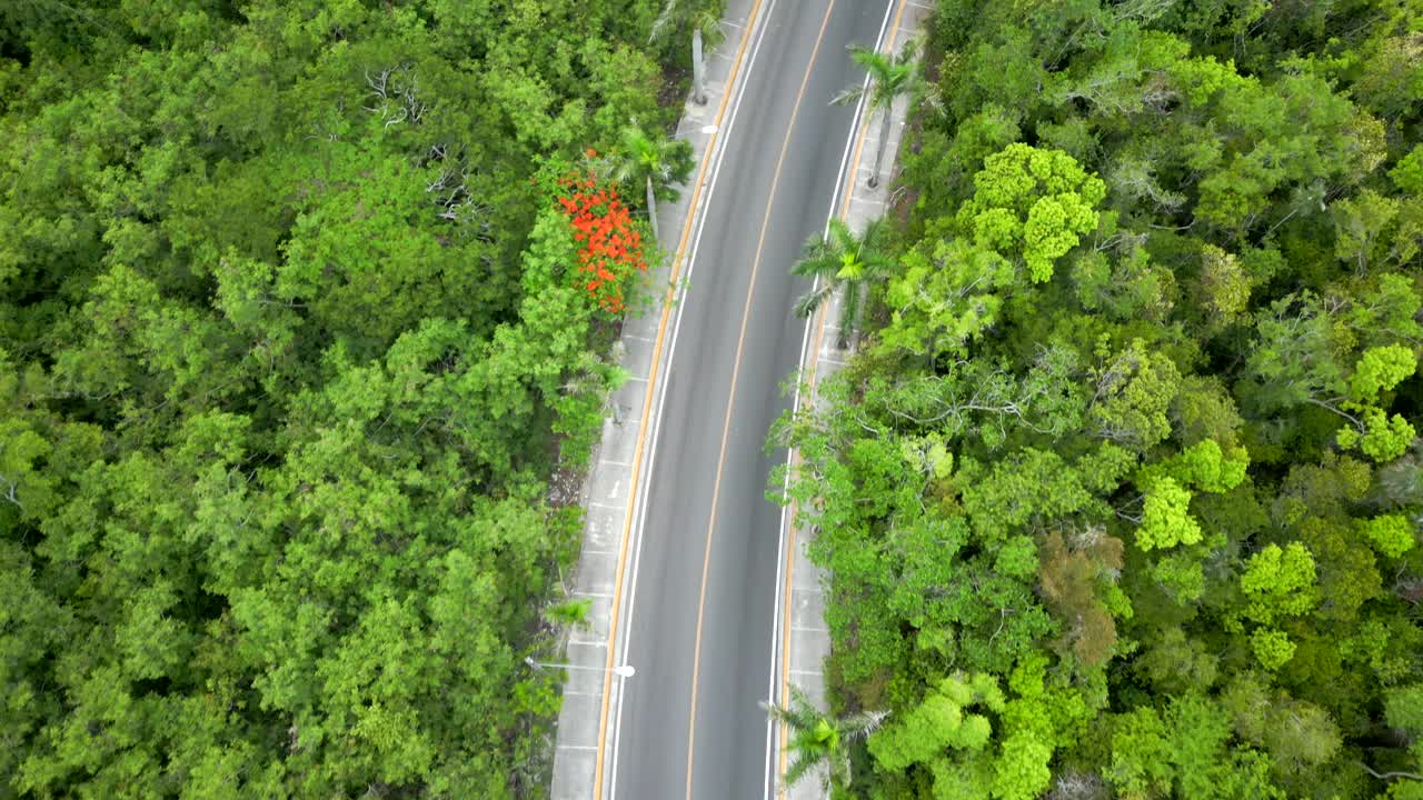 鸟瞰飞行沿着空旷的柏油路穿过绿色的热带森林与盛开的红色树木。没有人类的世界，干净的环境，没有污染的空气视频下载