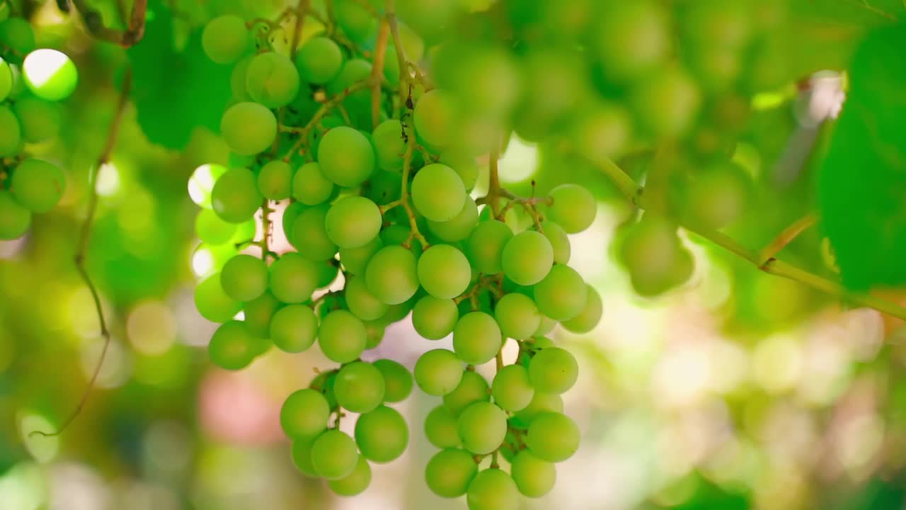 绿色的葡萄浆果生长在一个葡萄园的特写，在一个模糊的背景。平滑的摄像机移动视频素材