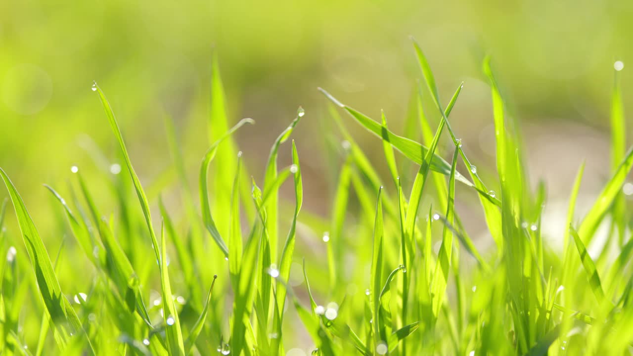 美丽的绿草在田野上摇曳。特写慢镜头。草在风中摇曳。视频素材