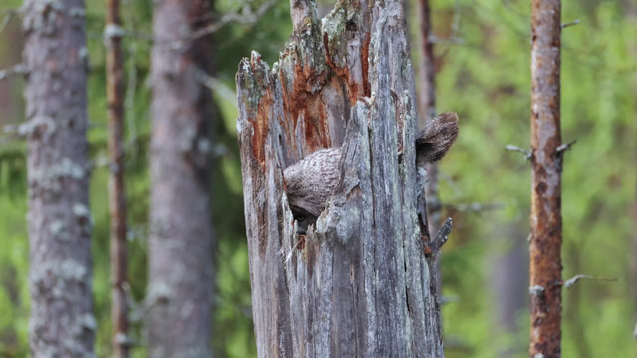 躺在蛋上的灰猫头鹰。、芬兰视频下载