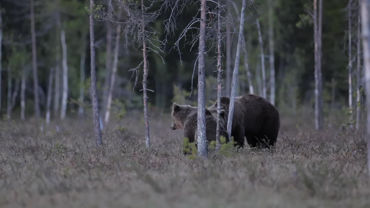 芬兰北部的棕熊交配仪式视频下载