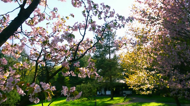 日本花园里盛开的樱花。视频素材