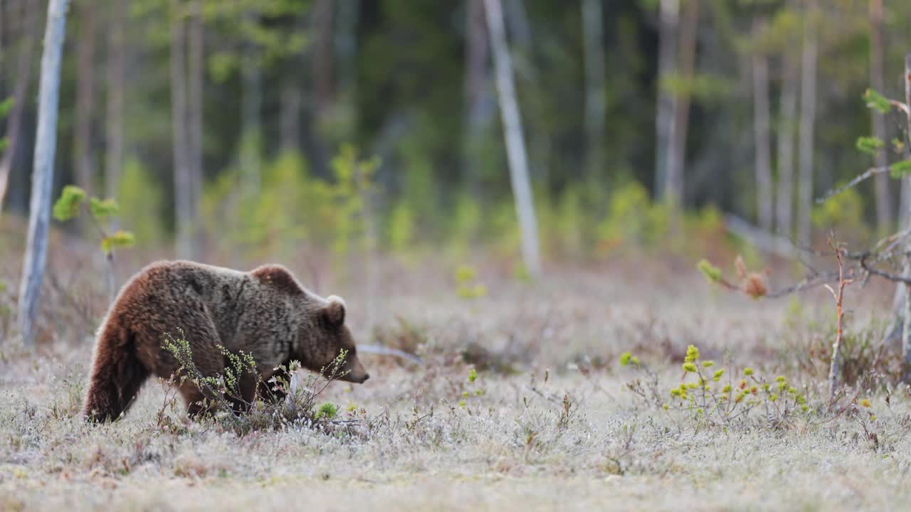 芬兰北部沼泽中的棕熊摄影视频下载