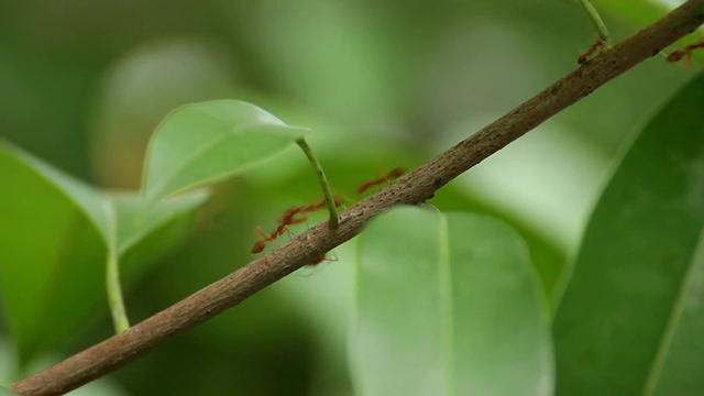 蚂蚁在树上行走视频素材