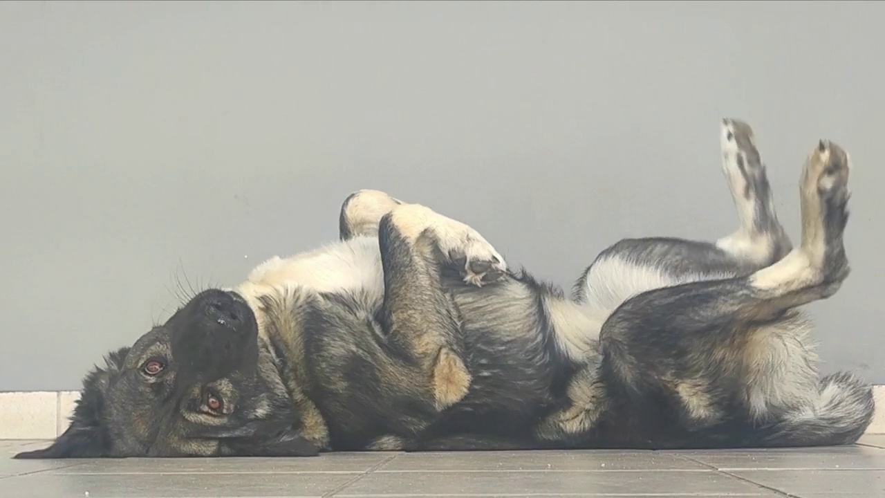 快乐的狗在地板上玩耍。视频素材