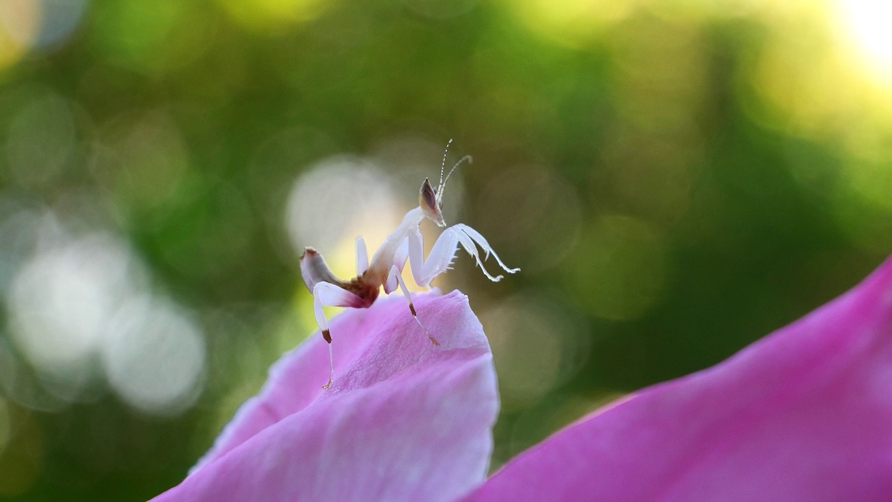 粉红色兰花螳螂是泰国和东南亚的稀有昆虫。视频下载