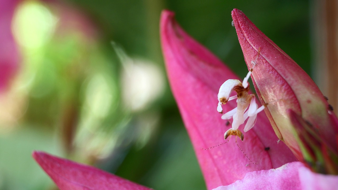粉红色兰花螳螂是泰国和东南亚的稀有昆虫。视频下载