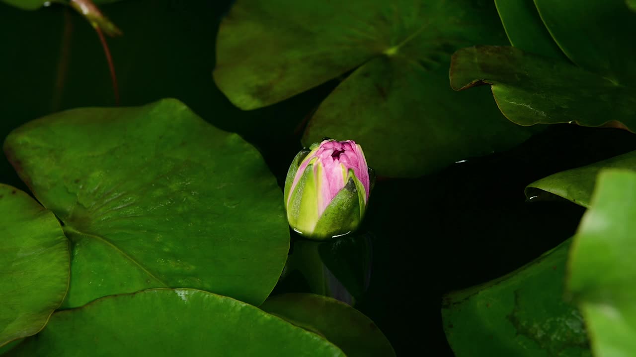 粉红色的睡莲与绿色的叶子盛开在池塘在黑暗的背景视频下载